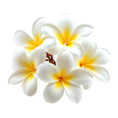 Fototapeta premium Six white flowers with yellow centers on a black background