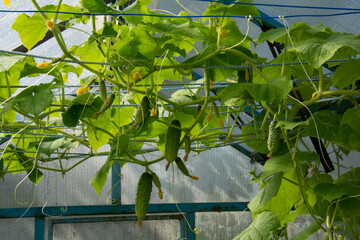 Green cucumbers growing in a greenhouse in the garden in summer