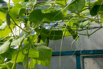 Green cucumbers growing in a greenhouse in the garden in summer