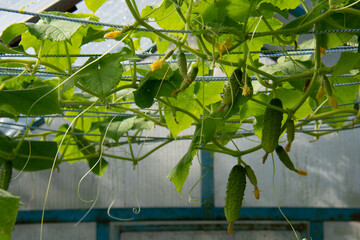 Green cucumbers growing in a greenhouse in the garden in summer