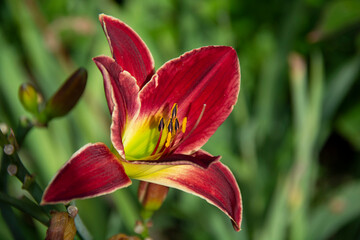 Beautiful bright red lily closeup on blurred green background