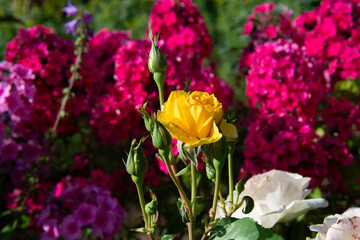 Beautiful yellow rose against a background of crimson phlox