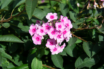 Beautiful pink phlox against a background of green leaves in the garden in summer