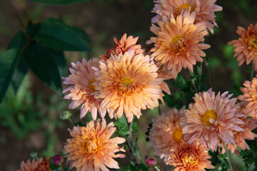 Beautiful orange chrysanthemums illuminated by the sun