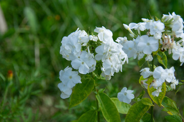 Beautiful white phloxes against a background of greenery