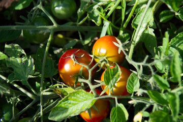 Red and orange tomatoes on a background of green leaves