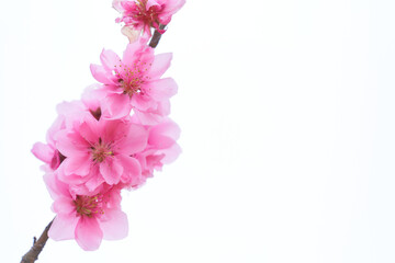 白背景の満開の桃の花（ハナモモ）のクローズアップ