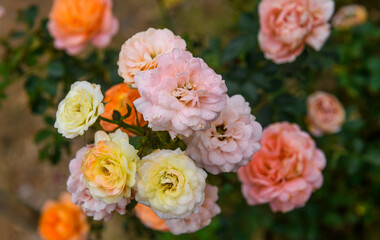 Soft pastel roses blooming in a summer garden.