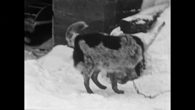 Animal cruelty in cold winter village. Domestic freezing dog on chain guards property in frosty snow bad weather. Sad pet neglect abuse, torture outdoors. Old film. Archival retro. Vintage archive