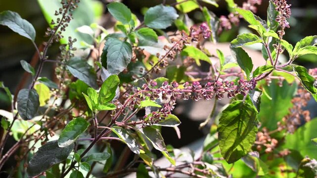 Tulsi or The Holy Basil flower, leaves. Holy basil, Sacred Basil. Tulsi is an Ayurvedic herb that has amazing health benefits.