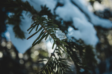 pine tree branches with snow