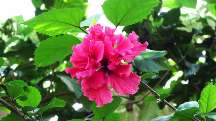 Hibiscus flower plant in bloom with layered petals
