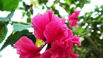 Hibiscus flower plant in bloom with layered petals