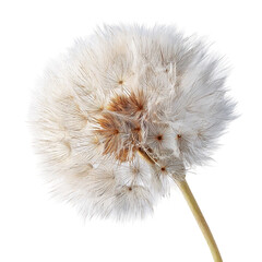 isolated on with white background isolated on with white background(3)