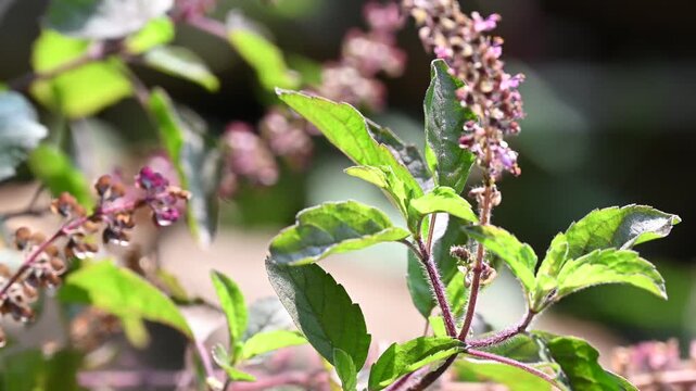 Tulsi or The Holy Basil flower, leaves. Holy basil, Sacred Basil. Tulsi is an Ayurvedic herb that has amazing health benefits.