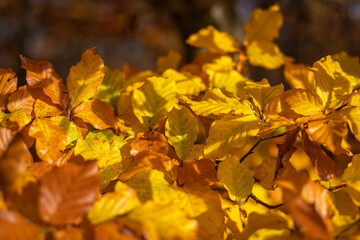 Colorful tree leaves on branches.