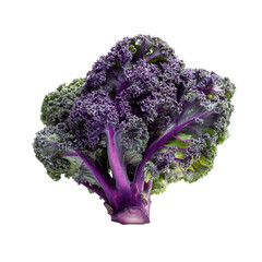 Kale isolated on with white background(4)