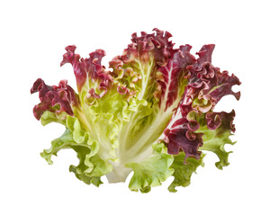 red leaf lettuce isolated on transparent background