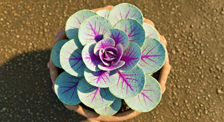 Purple and Blue Succulent Plant in Terracotta Pot Top Down Close Up View