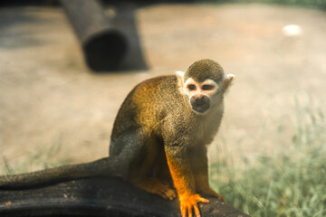 Captivating Squirrel Monkey Posing Gracefully in Its Natural Habitat