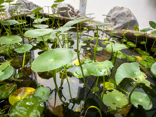 Tranquil Reflection: A Close-Up of Lily Pads in a Serene Pond Environment