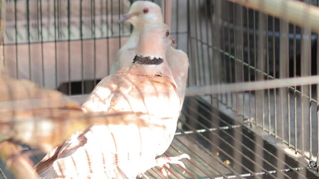 Close up view of two domesticated white doves trapped inside wire cage