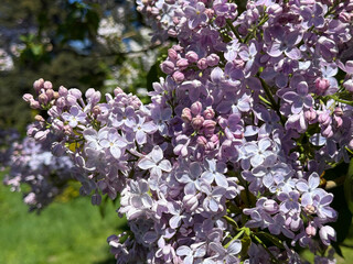Lilac flowers spring beautiful blossom.