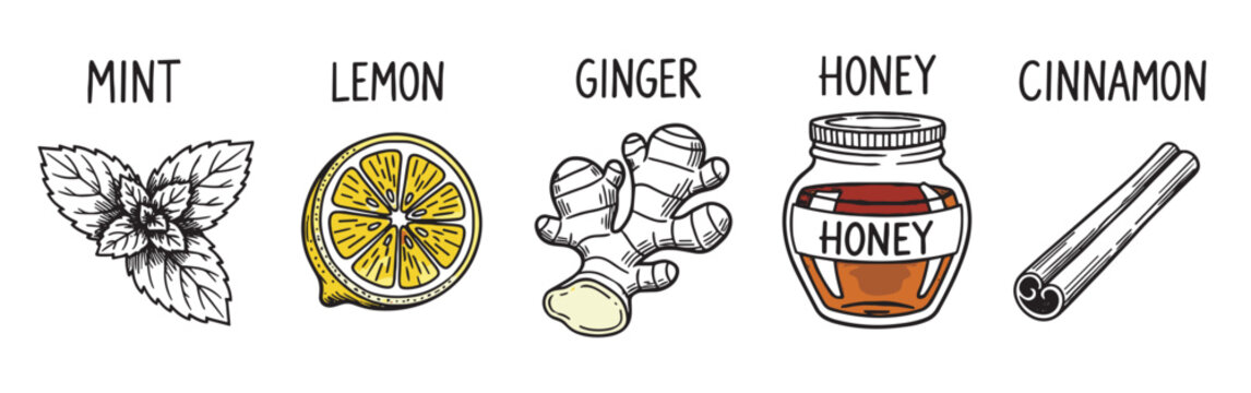 Hand-drawn illustration set of ingredients including mint, lemon, ginger, honey, and cinnamon, depicted in a simple sketch style with handwritten labels for each item