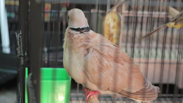 Close up of a cute pet turtle dove in a rusty cage