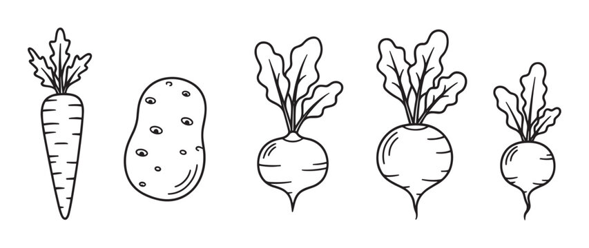 Black and white doodle illustration set of fresh root vegetables with a carrot, potato, and radishes drawn in a simple, clean, and minimalist contour line art style