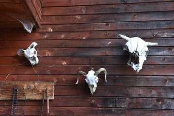 Animal skulls display on a wooden wall