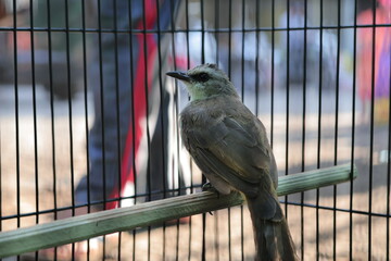 Close-up of a domestic bird sitting sadly inside the small cage