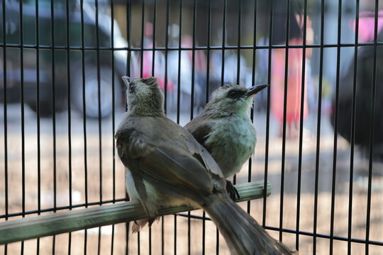 Two small birds confined within a metal wire cage.