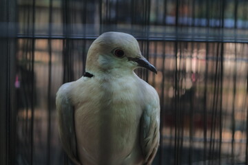 Close-up portrait of a captive zebra dove looking thoughtful