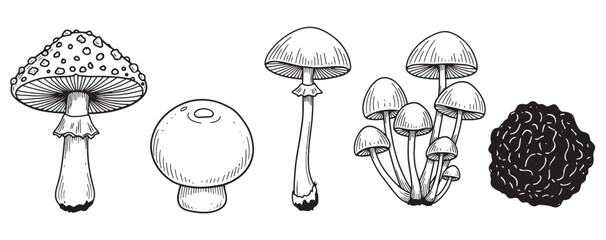 Set of different hand-drawn mushrooms like fly agaric, truffle, and champignon, a collection of fungi illustrated in a detailed black and white vintage engraving sketch style