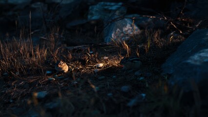 Obraz premium Pair of chipmunks foraging in a natural habitat illuminated by warm, golden hour light