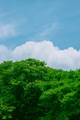 Green Summer Trees Under a Bright Blue Sky with White Clouds