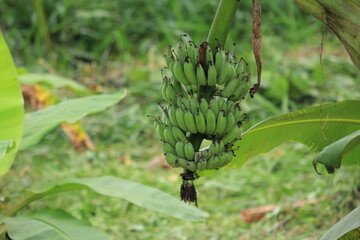 Fresh bunch of green bananas on the tree in the garden