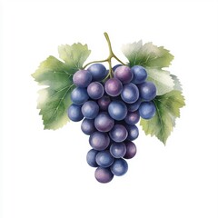 Fototapeta premium Simple watercolor grapes isolated on a white background.