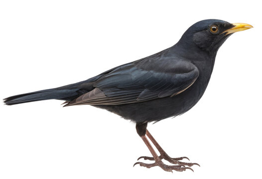 blackbird with yellow beak on transparent background