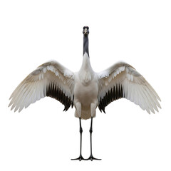 Obraz premium Red-crowned Crane, with wings spread wide showcasing detailed feathers and long legs, cutout, PNG isolated on white or transparent background