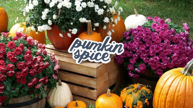 Person sets the wording Pumpkin Spice on a wood crate surrounding by pumpkins and mums in the fall Autumn 4K Video Stock Footage