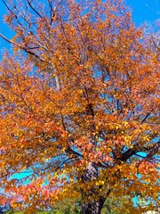 冬の青空を背景の紅葉のイヌシデ