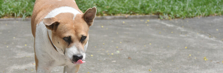 Portrait of dog close up shot