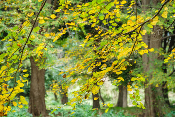 樹林と黄葉