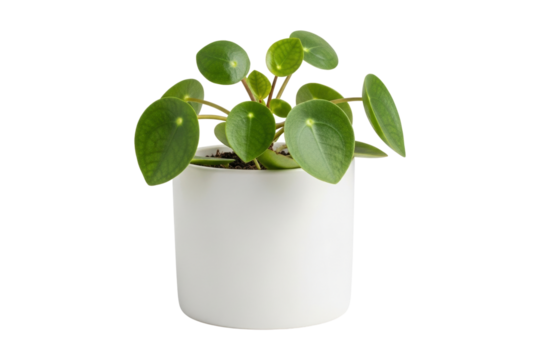 Pilea Peperomioides plant in white pot isolated on transparent background, cut out, in PNG