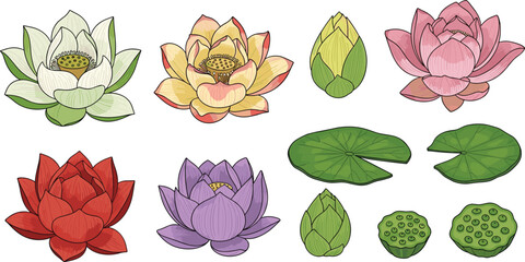 Lotus flower icon vector illustration, botanical elements, colorful blooms, buds, leaves, seed pods, floral design reference