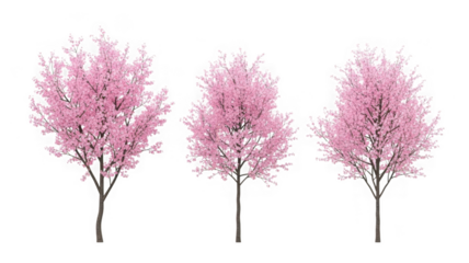 Three pink cherry blossom trees isolated for spring designs isolated on transparent background