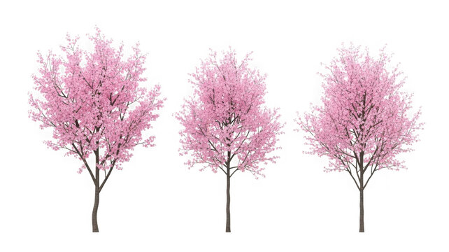 Three pink cherry blossom trees isolated for spring designs isolated on transparent background