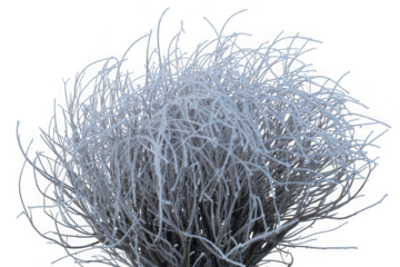 Delicate hoarfrost covers winter bush branches, icy cold nature isolated on transparent background